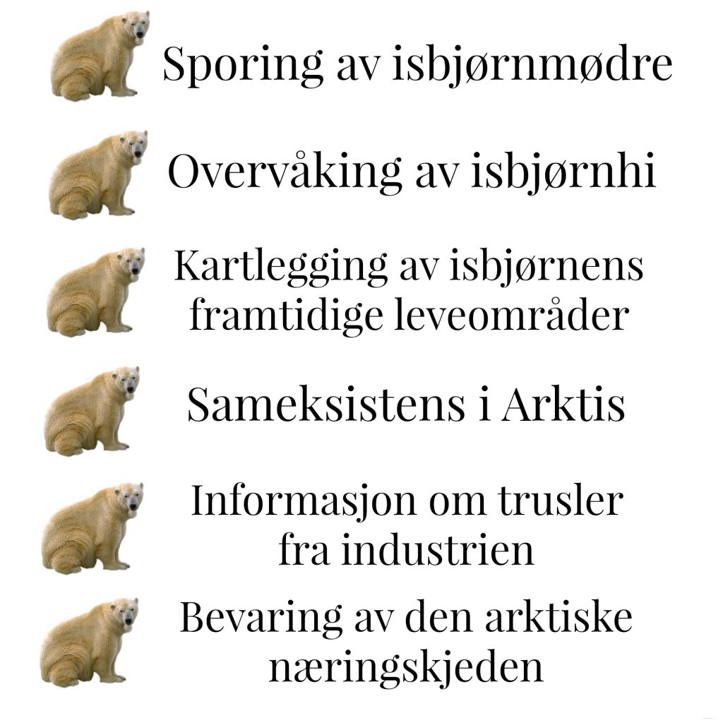 isbjørn1